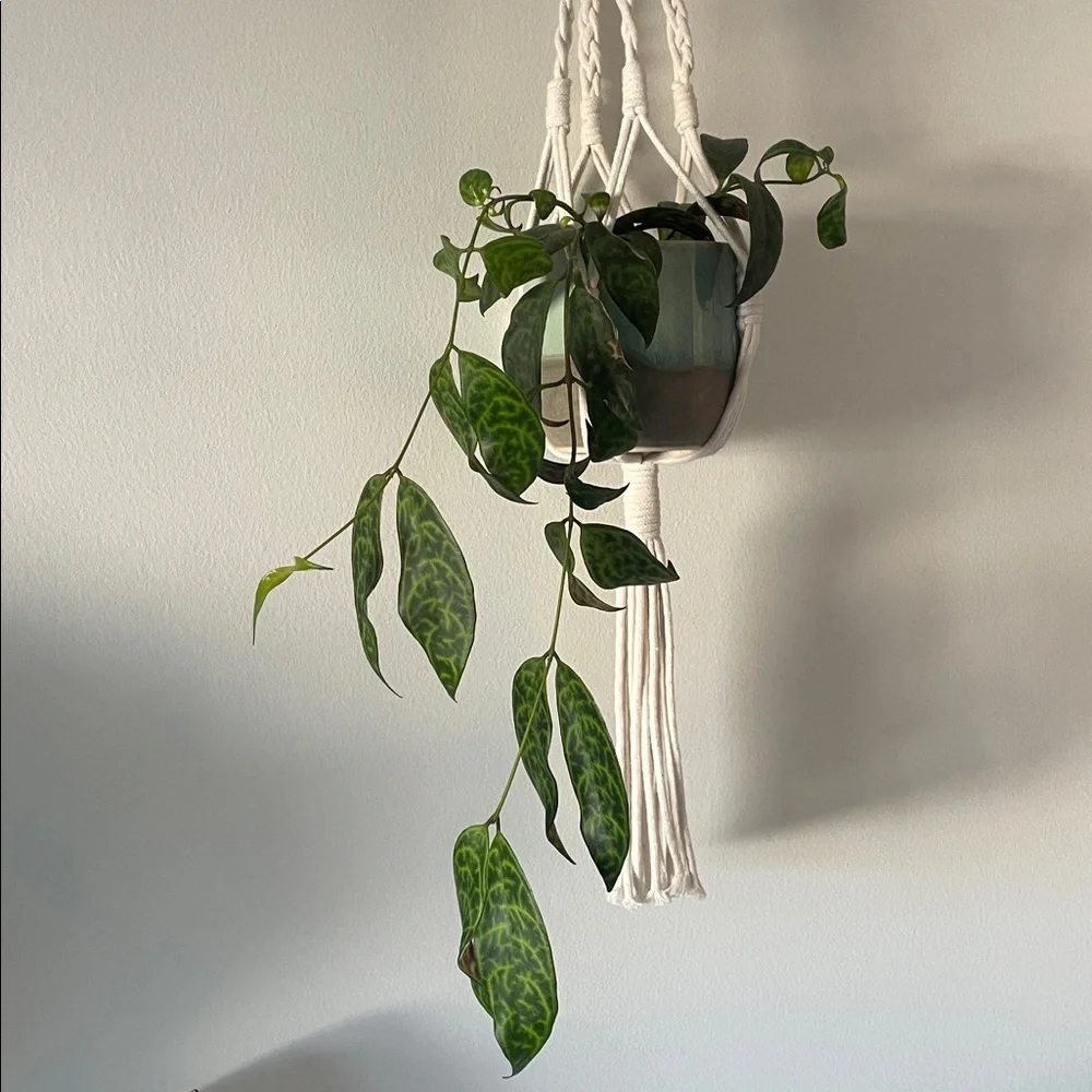 Set of Macrame Wall Hanging for plants and decor